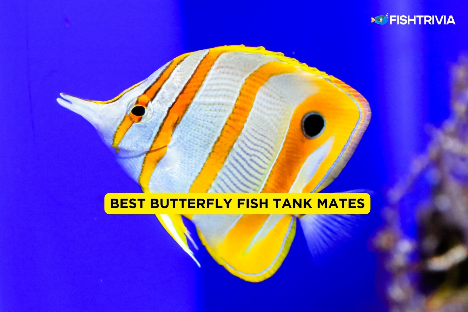 11 Best Butterfly Fish Tank Mates 2024 (With Pictures) FishTrivia