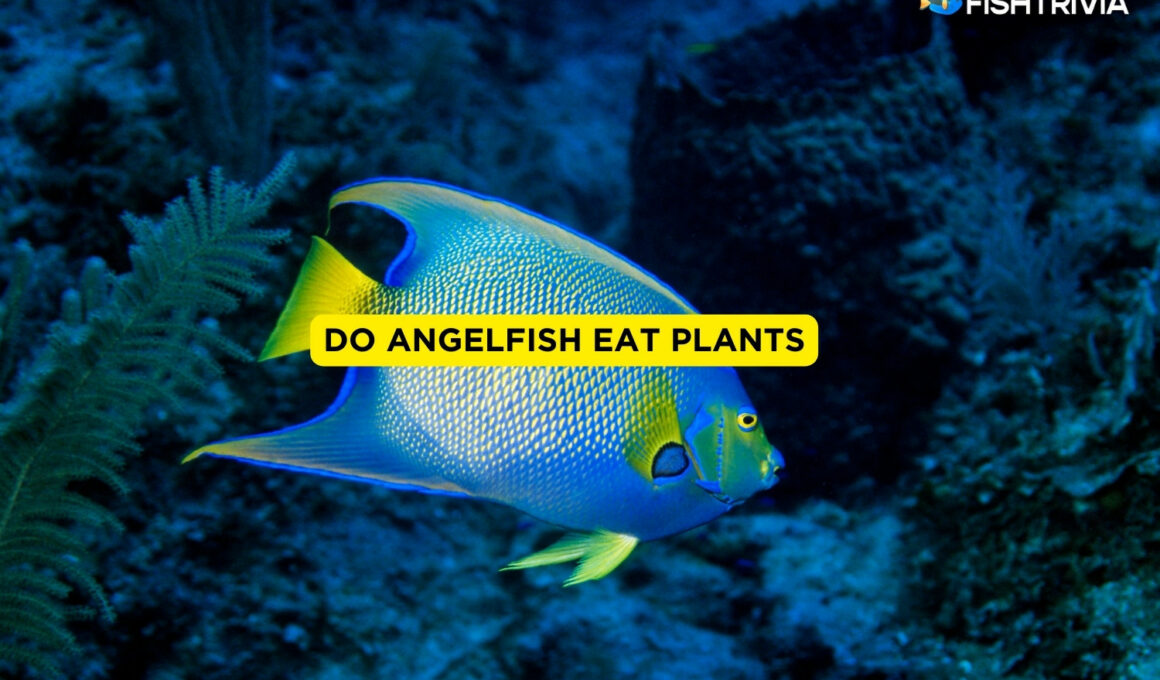 Do Angelfish Eat Plants