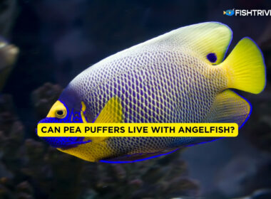Can Pea Puffers Live With Angelfish?