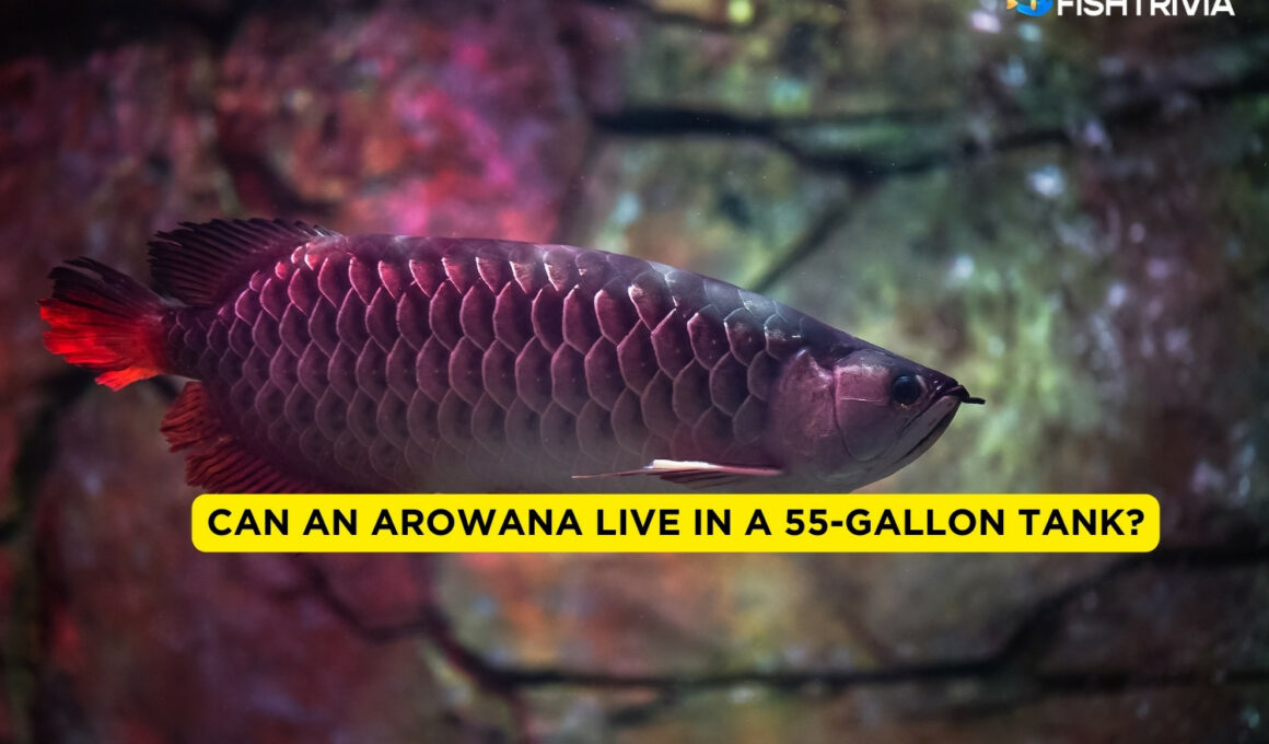 Can An Arowana Live in a 55-gallon Tank?
