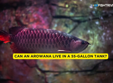Can An Arowana Live in a 55-gallon Tank?