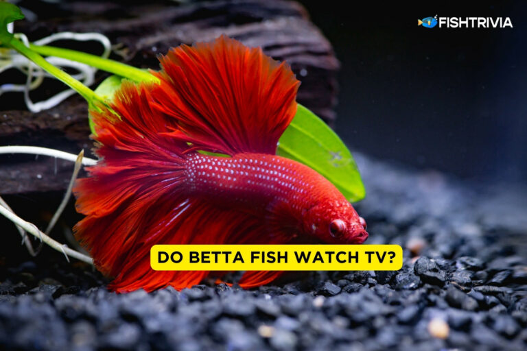Do Betta Fish Watch TV?