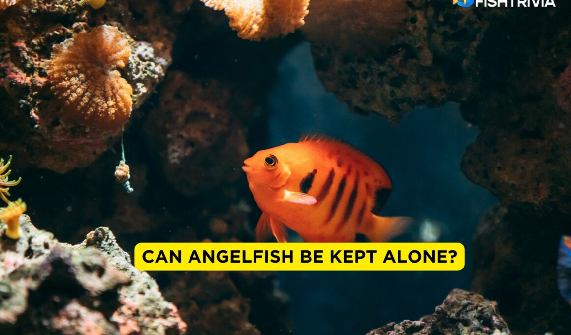 Can Angelfish Be Kept Alone?