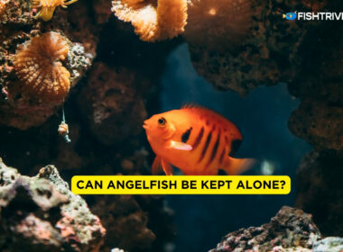 Can Angelfish Be Kept Alone?