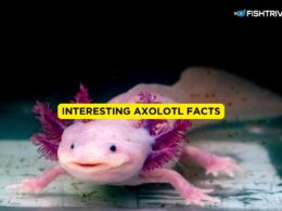 Interesting Axolotl Facts