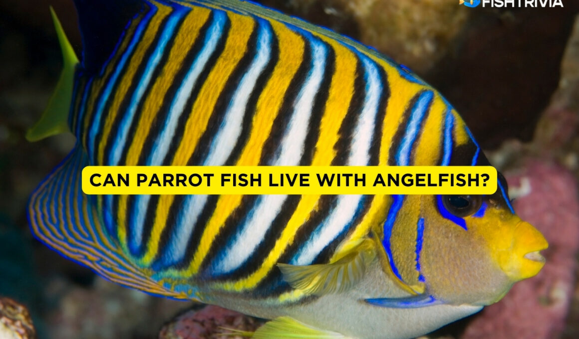 Can Parrot Fish Live With Angelfish?