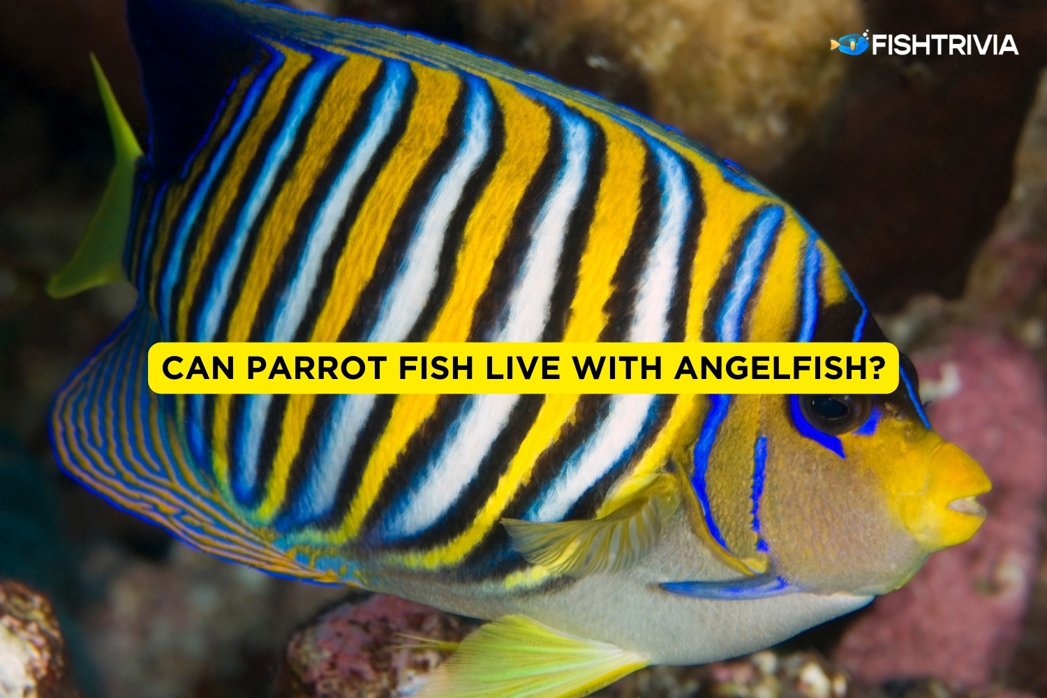 Can Parrot Fish Live With Angelfish? (Explained) FishTrivia