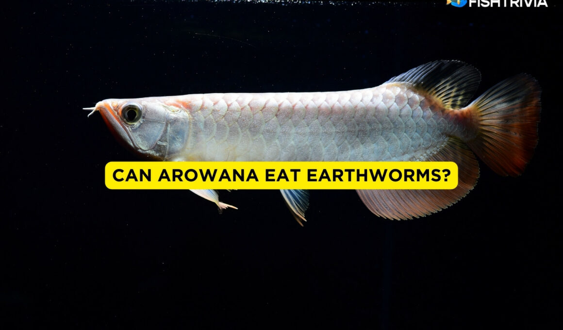 Can Arowana Eat Earthworms?