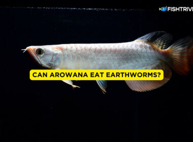 Can Arowana Eat Earthworms?