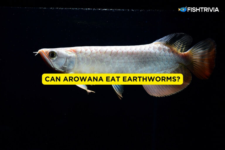 Can Arowana Eat Earthworms?