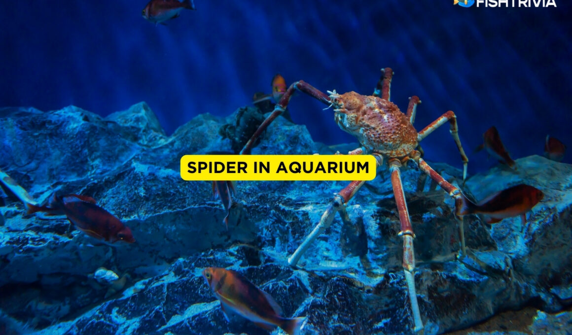Spider In Aquarium
