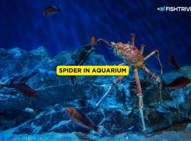 Spider In Aquarium