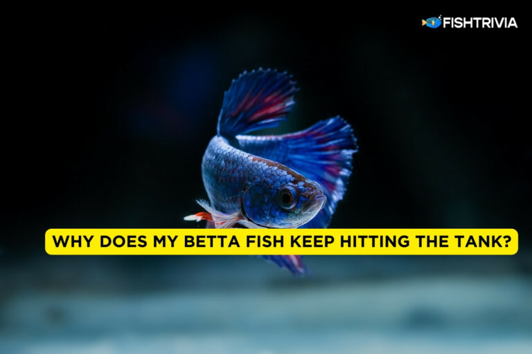 Why Does My Betta Fish Keep Hitting The Tank?