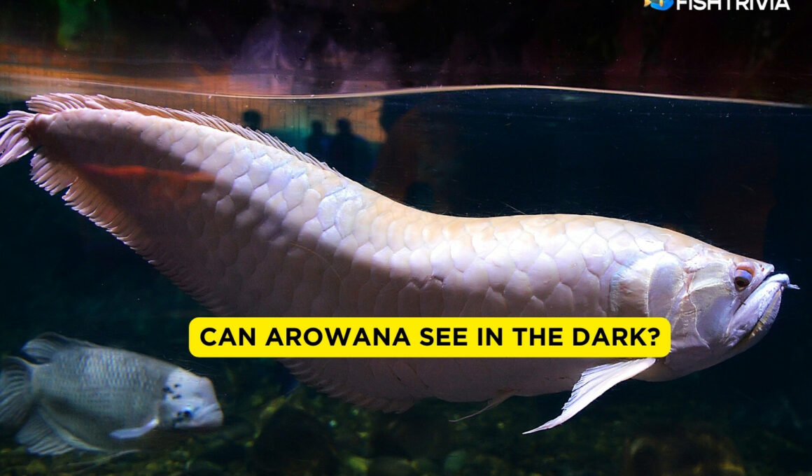 Can Arowana See In The Dark?