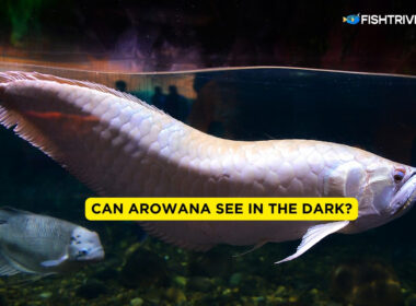 Can Arowana See In The Dark?