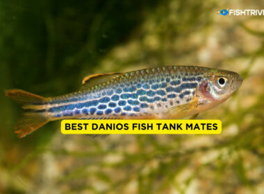 Best Danios Fish Tank Mates