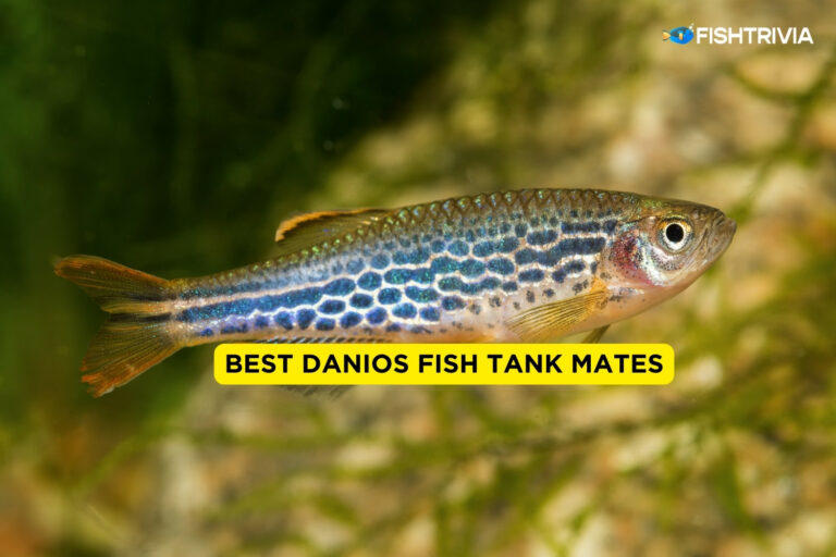 Best Danios Fish Tank Mates