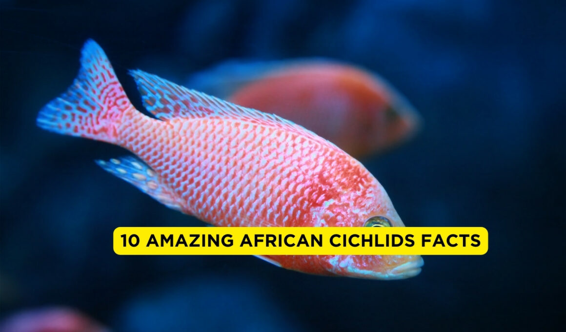 Amazing African Cichlids Facts