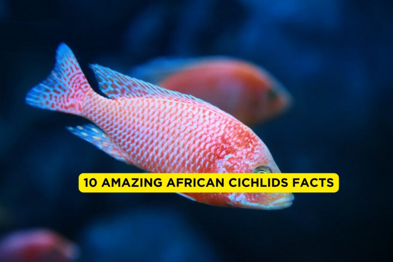 Amazing African Cichlids Facts