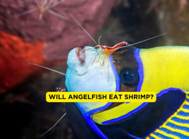 Will Angelfish Eat Shrimp?