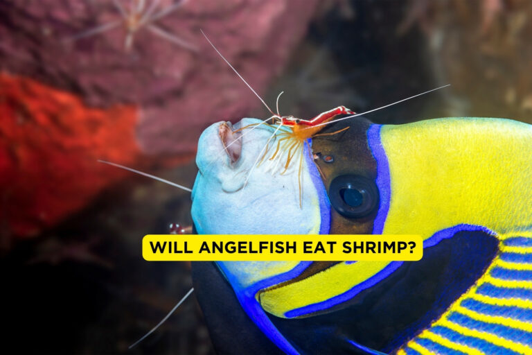 Will Angelfish Eat Shrimp?