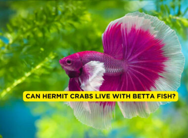 Can Hermit Crabs Live With Betta Fish?