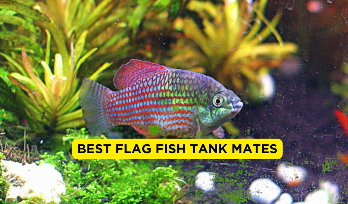 Best flag fish tank mates