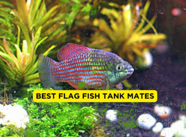 Best flag fish tank mates