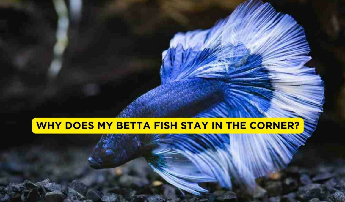Why Does My Betta Fish Stay In The Corner?