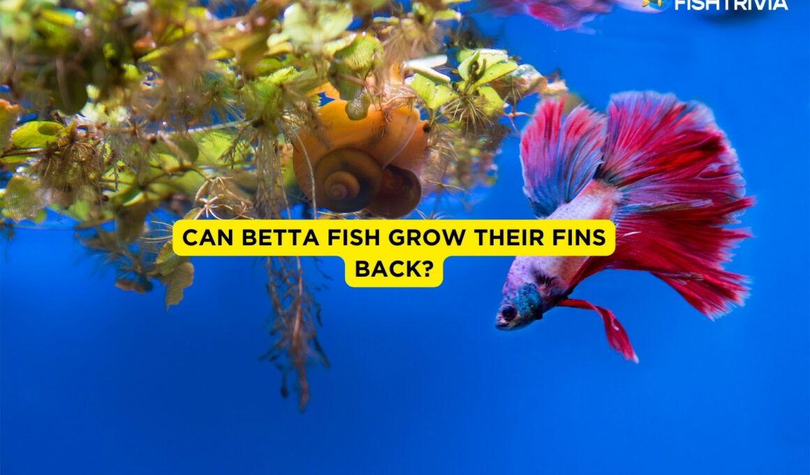 Can Betta Fish Grow Their Fins Back