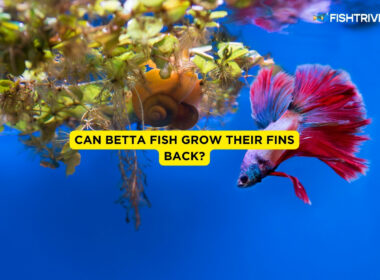 Can Betta Fish Grow Their Fins Back