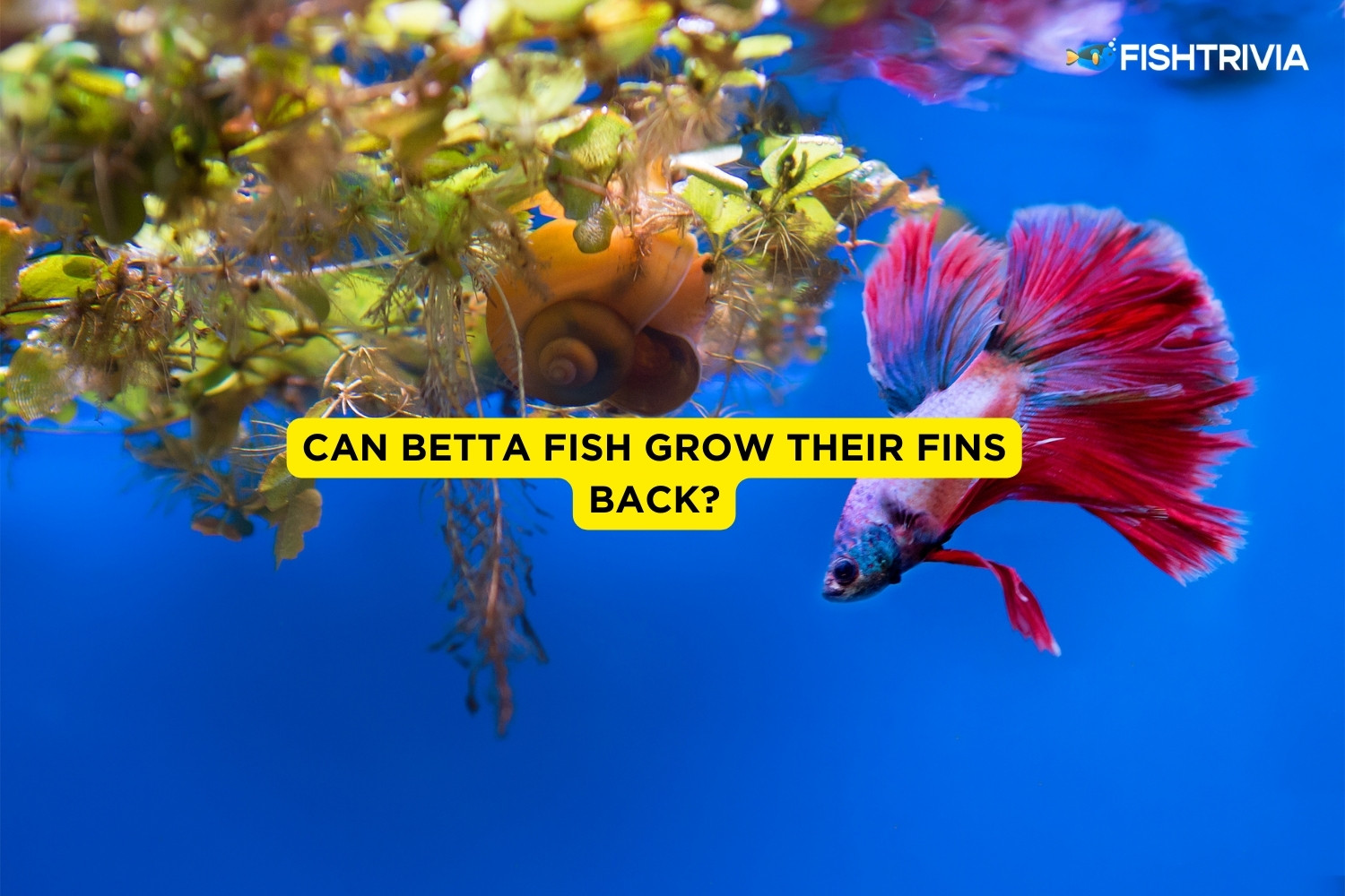 Can Betta Fish Grow Their Fins Back? (Answered) FishTrivia