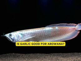 Is Garlic Good for Arowana?