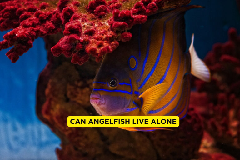 can angelfish live alone?
