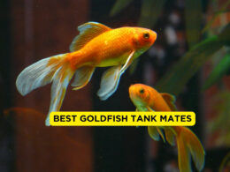 Best Goldfish Tank Mates