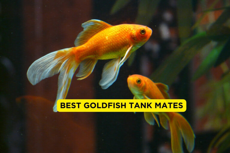 Best Goldfish Tank Mates