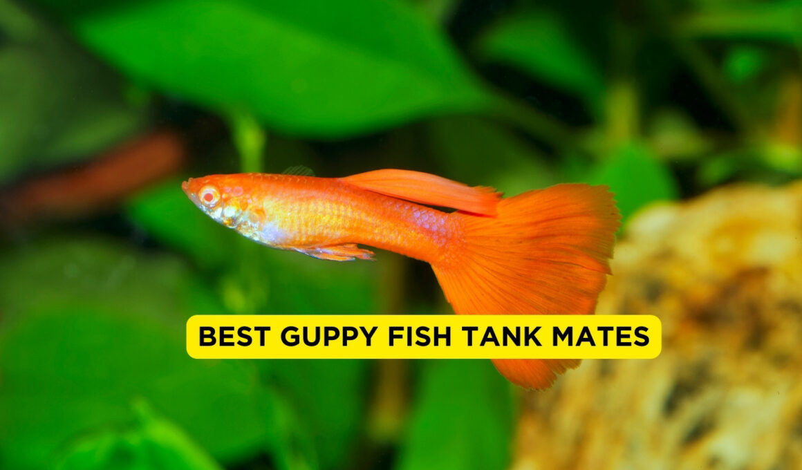 Best Guppy Fish Tank Mates