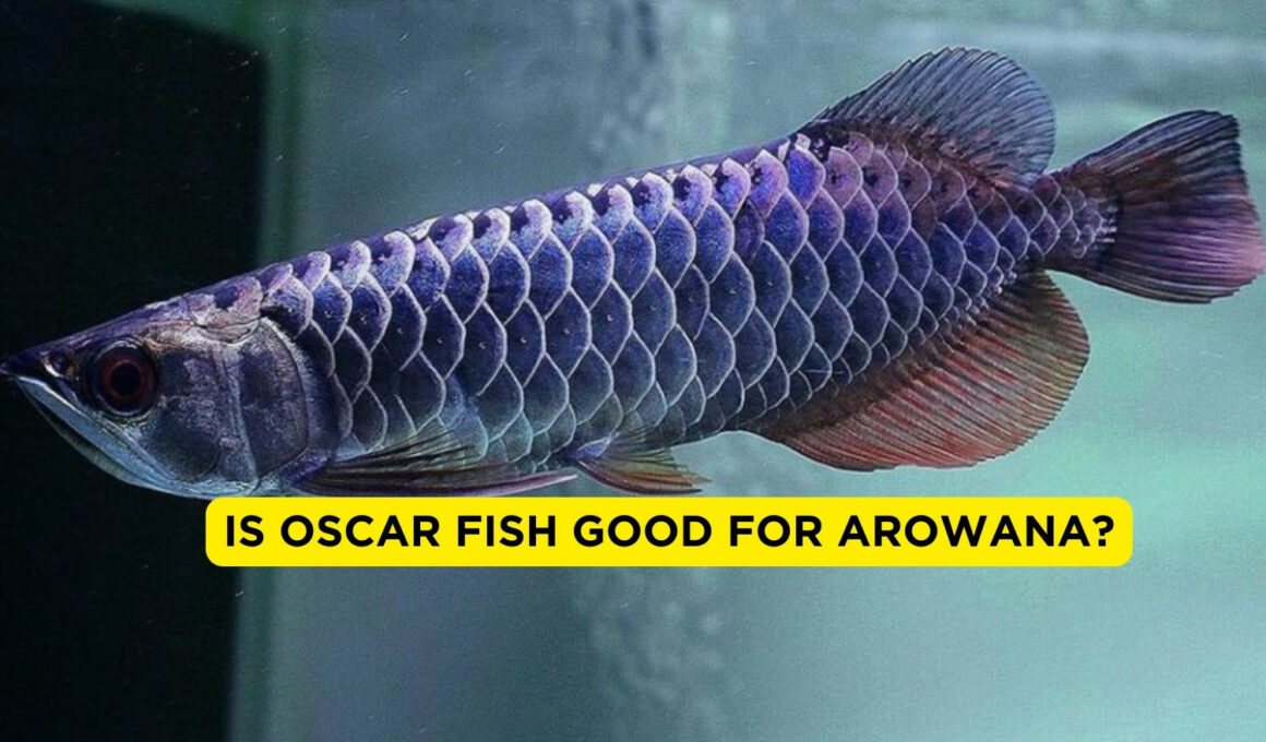 Is Oscar Good For Arowana?