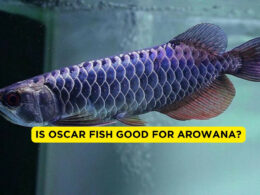 Is Oscar Good For Arowana?