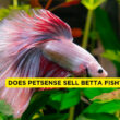 Does PetSense Sell Betta Fish?