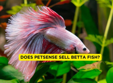 Does PetSense Sell Betta Fish?