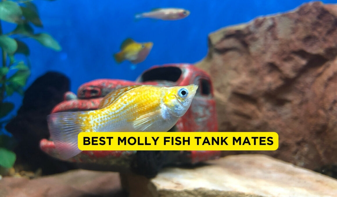 Best Molly Fish Tank Mates