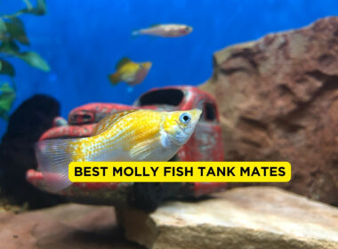 Best Molly Fish Tank Mates