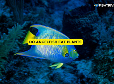 Do Angelfish Eat Plants