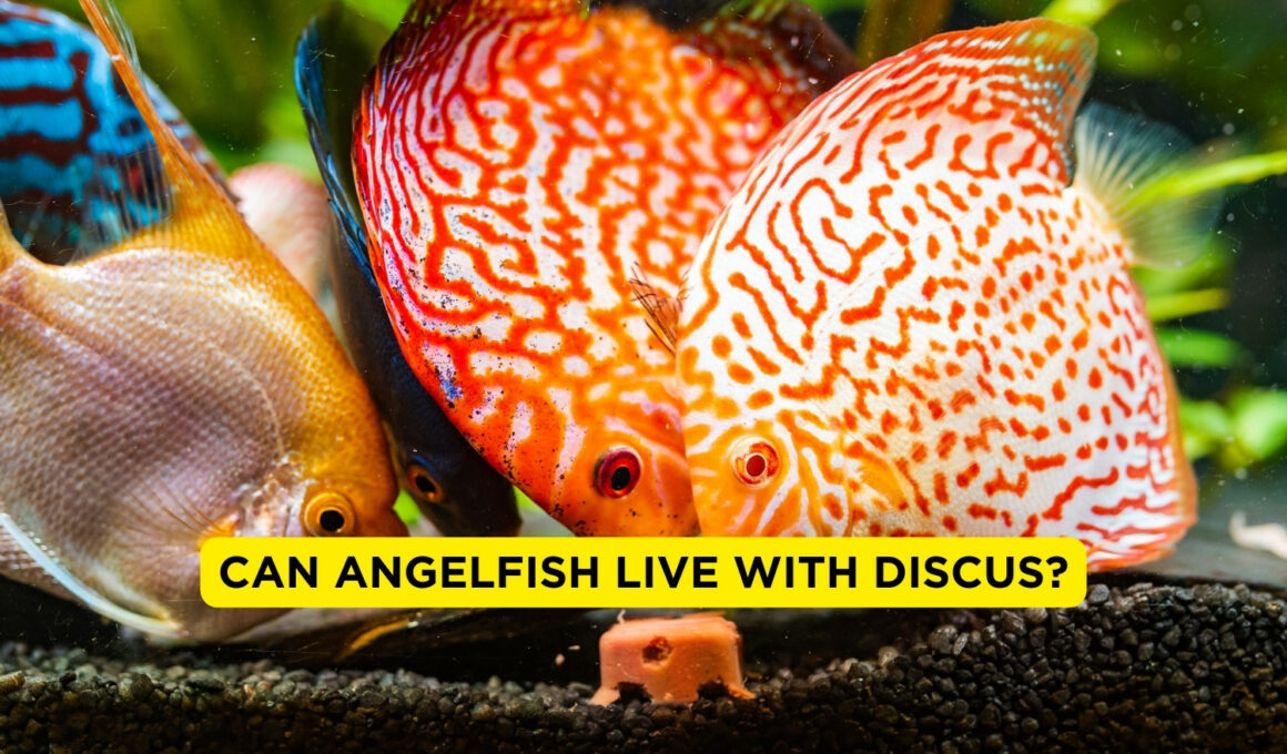 Can Angelfish Live With Discus?