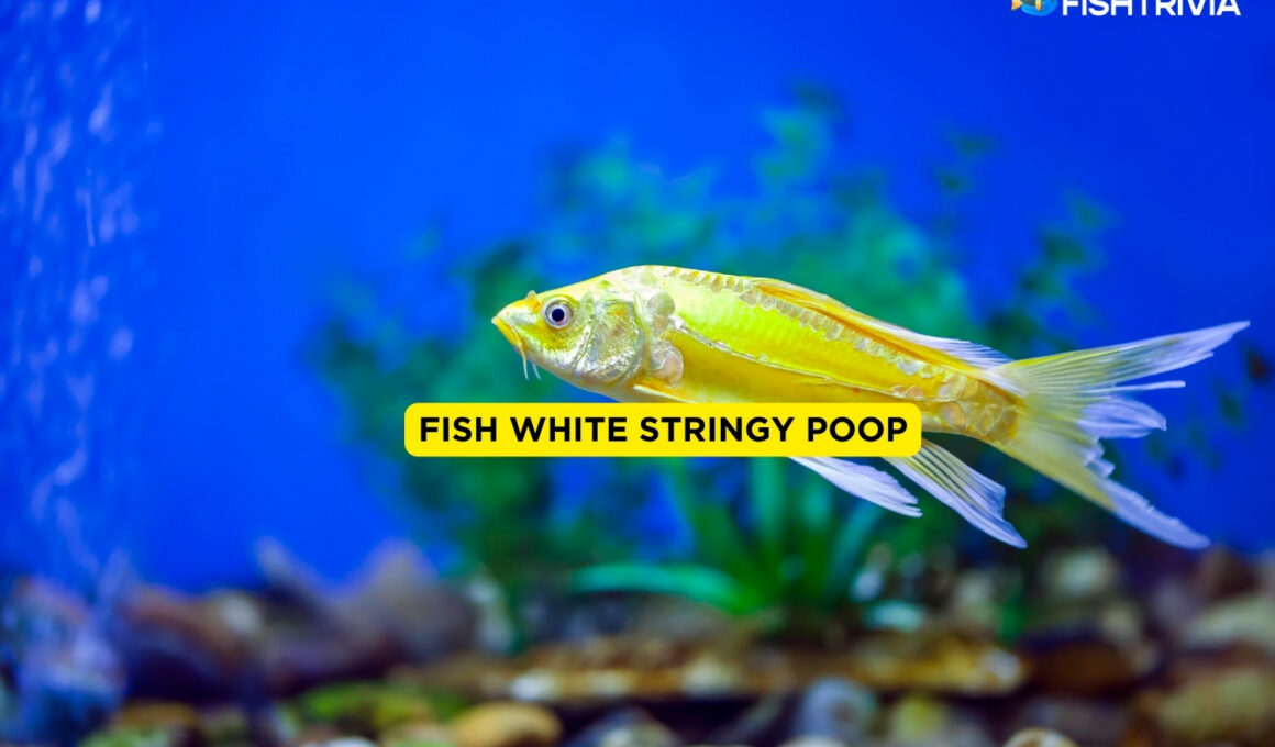 Fish White Stringy Poop