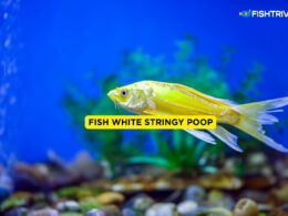 Fish White Stringy Poop
