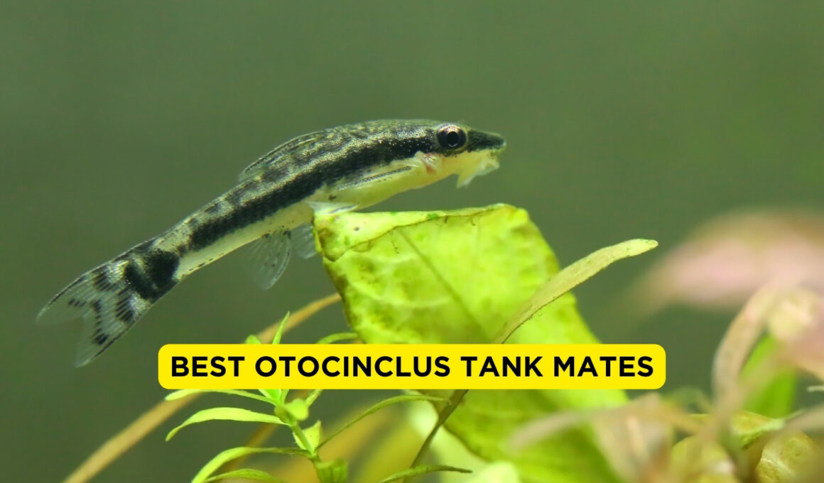 Best Otocinclus Tank mates