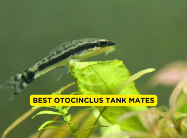 Best Otocinclus Tank mates