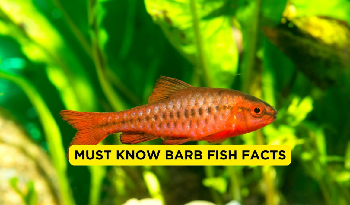 Must Know barb fish Facts